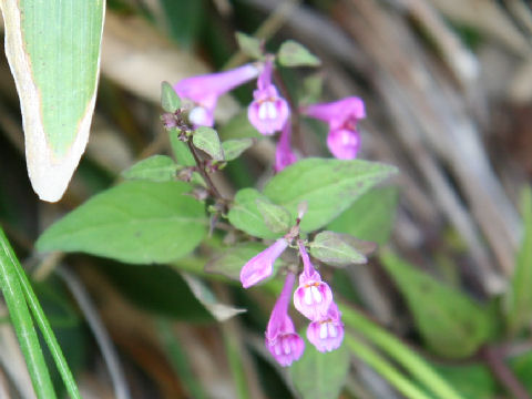 深山飯子菜