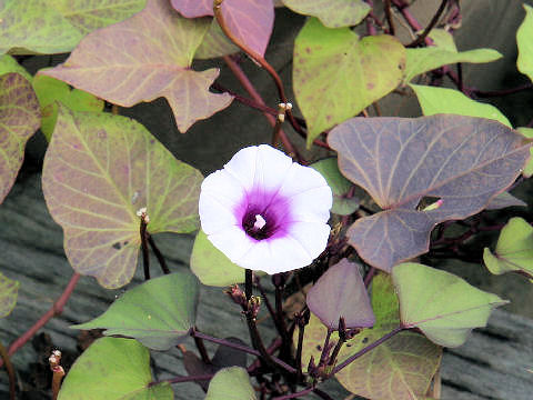 Ipomoea batatas cv. Hana-ranman