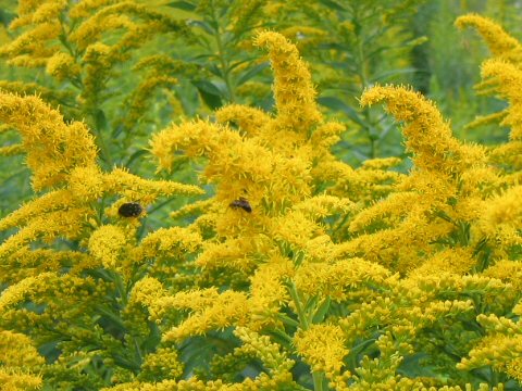 背高泡立草