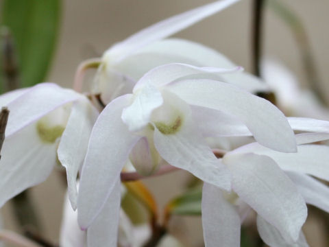 Dendrobium moniliforme