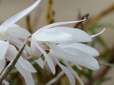 Dendrobium moniliforme