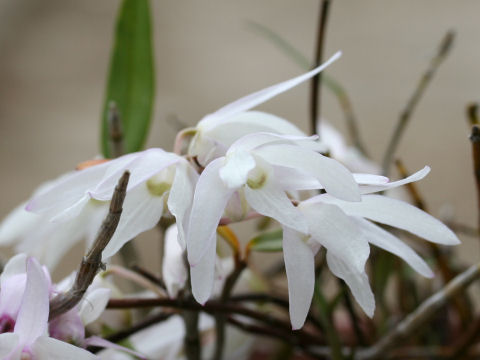 Dendrobium moniliforme