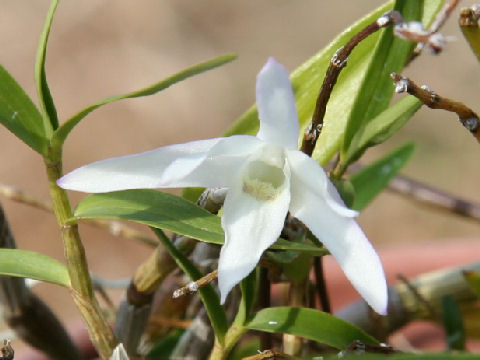 Dendrobium moniliforme