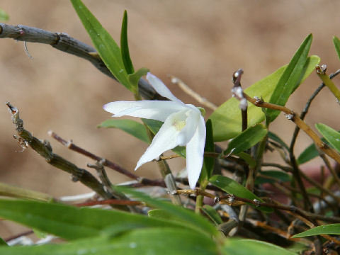 Dendrobium moniliforme