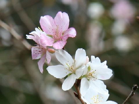 四季桜