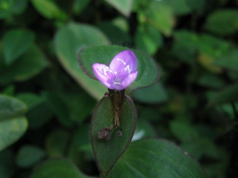 Zebrina purpusii var. minor