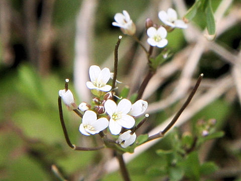 種漬花