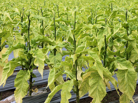 Nicotiana tabacum