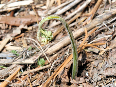 Pteridium aquilinum var. latiusculum