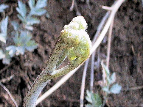 Pteridium aquilinum var. latiusculum