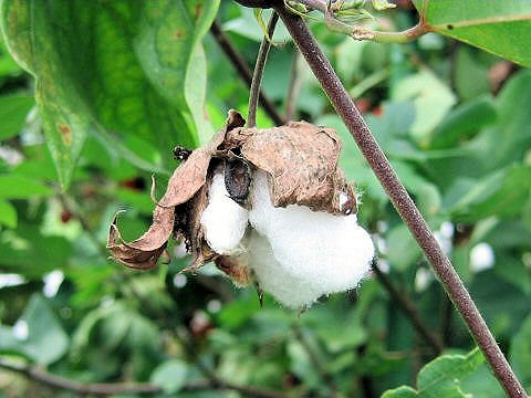 Gossypium arboreum var. indicum