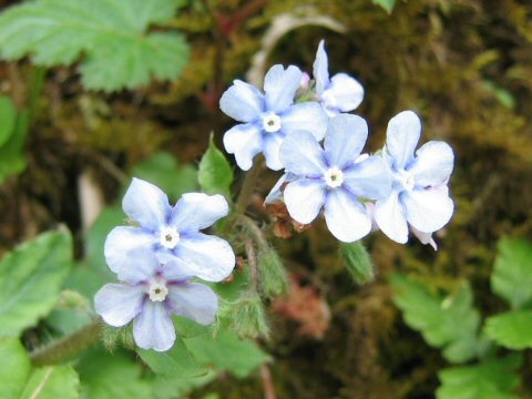 山瑠璃草