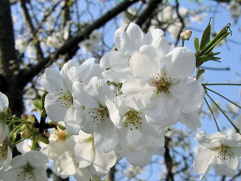 山桜