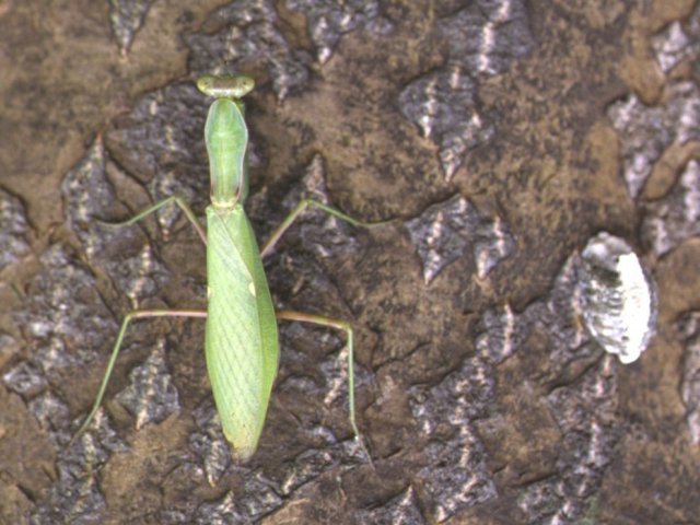 ハラビロカマキリ