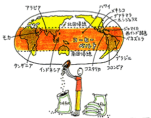 コーヒー豆の産地