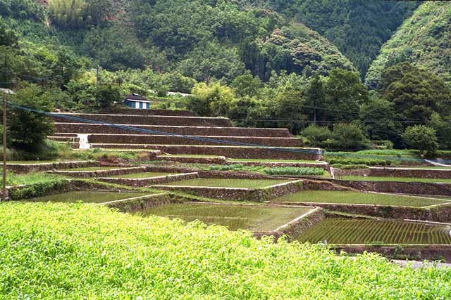 向江棚田