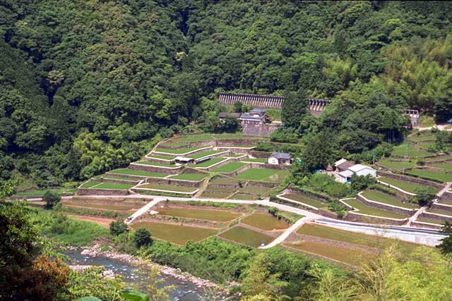 春の平棚田