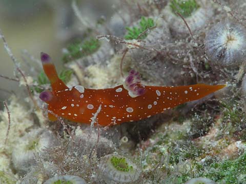 ニシキリュウグウウミウシ