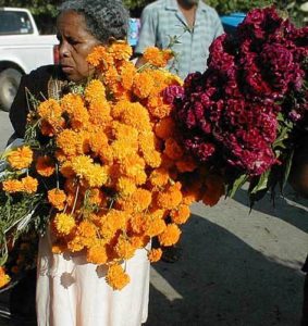 The lovely purple Celosia cost a premium price $2.00