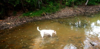 Fulita in the swamp