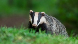 Badgers have inspired the names of many places in the UK