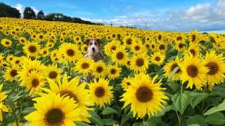 Nell the spaniel enjoys the sunflowers grown in Lostwithiel, Cornwall. Sarah Hutchings, the field’s owner, is from a local farming family who recently passed the land back to the Duchy of Cornwall