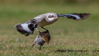 The so-called butcher bird has been living up to its name, swooping on its unfortunate prey