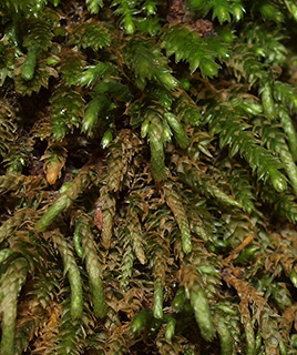 Bird's-foot Wing moss 