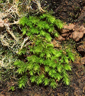 Tufted Apple-moss 