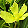 Ludwigia stolonifera