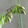 Urochloa mutica