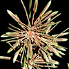 Cyperus glaber