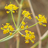 Foeniculum  vulgare